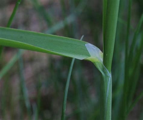 Invasive Species Spotlight: Controlling Reed Canary Grass in Wetland Restorations | Rice Soil ...