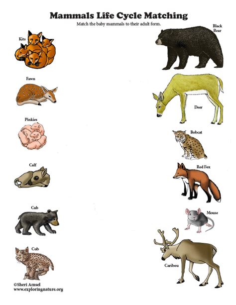 Mammal Life Cycle Stages