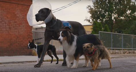 First Trailer for Hilarious Dog Revenge Movie 'Strays' with Will Ferrell | FirstShowing.net