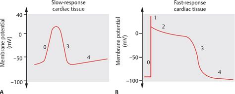 Electrophysiology of the Heart - Physiology - An Illustrated Review