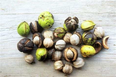 Wild Hickory Nuts on Wood - Stock Photo - Dissolve