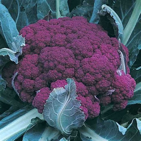 Graffiti Hybrid Cauliflower | Vegetable seed