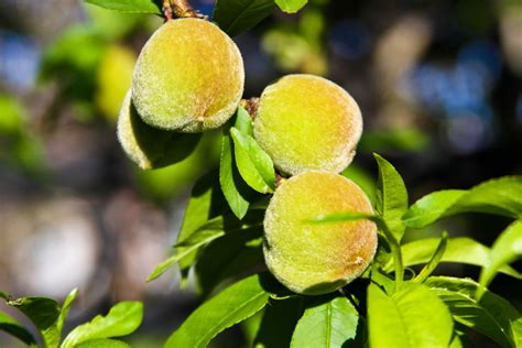 First of the season peaches from the backyard! Can not wait until summer arrives! | Backyard ...