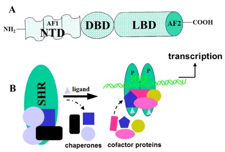 Steroid hormones bind regulatory transcription factors called steroid receptors in order to