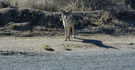 Florida residents concerned about apparent zombie coyote