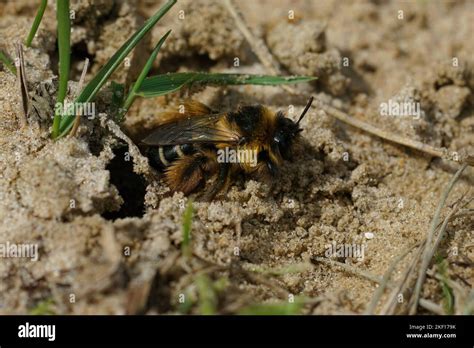 Natural closeup of a female Pantaloon bee, Dasypoda hirtipes , leaving her nest Stock Photo - Alamy