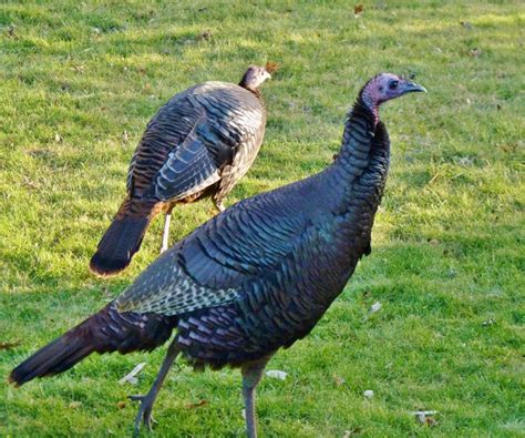 The Brownstone Birding Blog: Domestic Wild Turkeys & Wild Domestic Ducks?