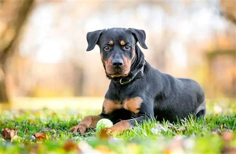 Doberman Rottweiler Mix - Large, Muscular And Powerful Dog