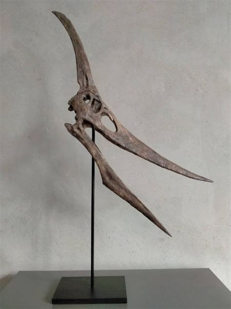 NEW 40CM Pterosaur / Pteranodon Skeleton Model WCYL-2020 | Etsy