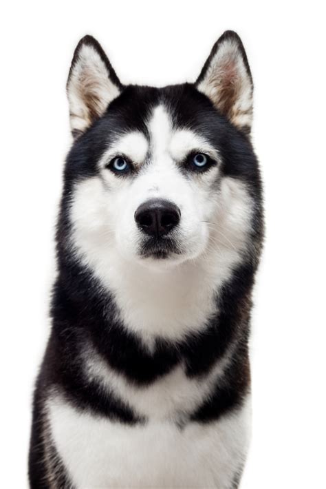 Very serious black and white husky with blue eyes. Very funny dog ...