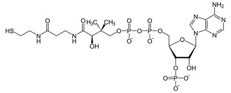 CoA - Creative Enzymes