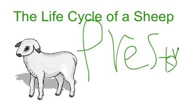 The Life Cycle of a Sheep | Educreations