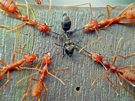 food chain..devils | Reminds me of... | Ants, Black ants, A bug's life