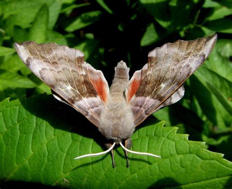 Poplar Hawk Moth– Identification, Life Cycle, Facts & Pictures