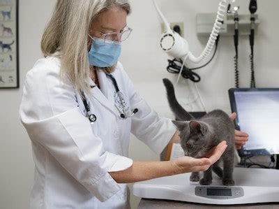 Varenzin-CA1: A breakthrough treatment for feline anemia