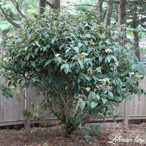 The Best 3 Tall Shrubs & Privacy Plants for Shade that Look Pretty Too ...