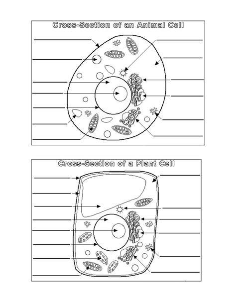 Label Animal And Plant Cell Worksheet