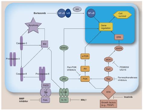 Prognosis For Lgl Leukemia