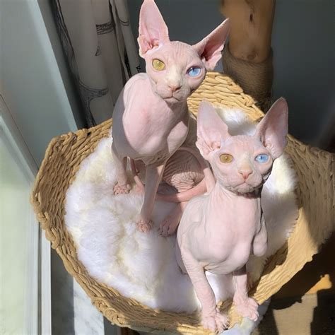 Rare Hairless Cat Breeds - Pets Lovers