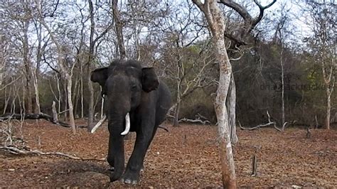 Elephant attack on forest safari at Kabini - YouTube