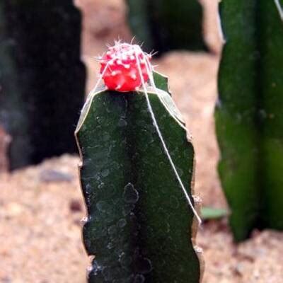 Grafting Types, Cactus Grafting