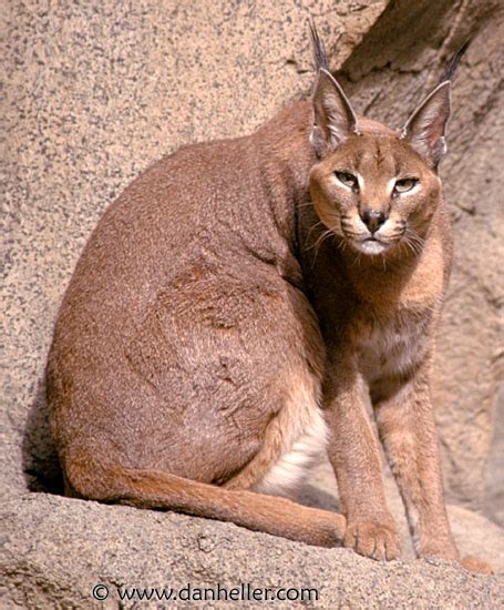 Caracal