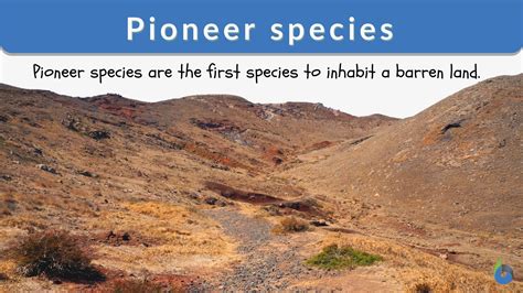 Pioneer species - Definition and Examples - Biology Online Dictionary