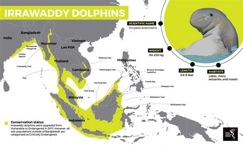 Irrawaddy dolphin conservation status | Ayeyarwady, Dolphins, Freshwater dolphin