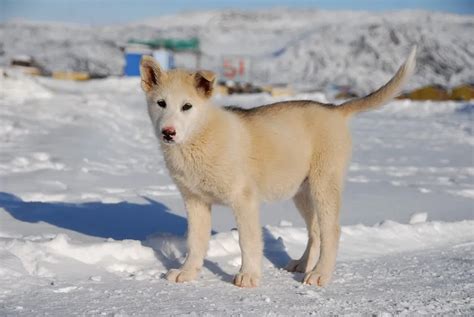 Greenland Dog : History, Temperament, Care, Training, Feeding & Pictures