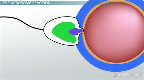 Acrosome: Reaction, Function & Definition - Video & Lesson Transcript ...