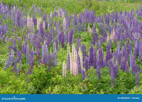 Lupine Wild Flowers In Maine Countryside Royalty Free Stock Images - Image: 4090039