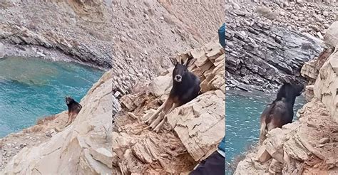 Rarely seen Himalayan serow spotted in Himachal's Spiti Valley | Lifestyle News | English Manorama