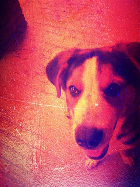 Mallo of Hampden, #Baltimore #dog #Bernese #MedfieldDogWalkers | Dog walker, Dogs, Beautiful dogs