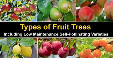 Types of Fruit Trees With Pictures (With Self-Pollinating Types)