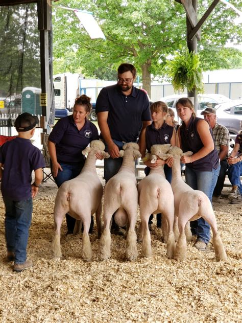 Southdown Sheep - Hessian Hill Farm