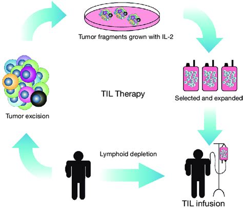 A schematic overview of adoptive T cell transfer or TIL therapy. The... | Download Scientific ...