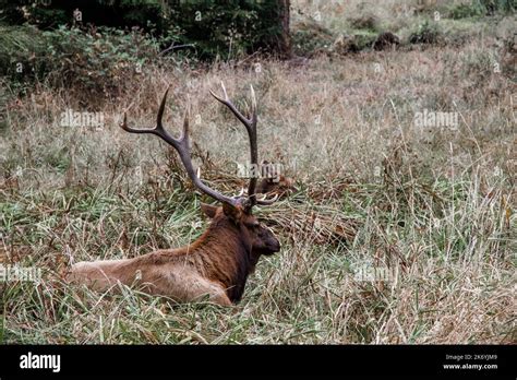 Elk with his big branched antlers laying in the field by the road in ...