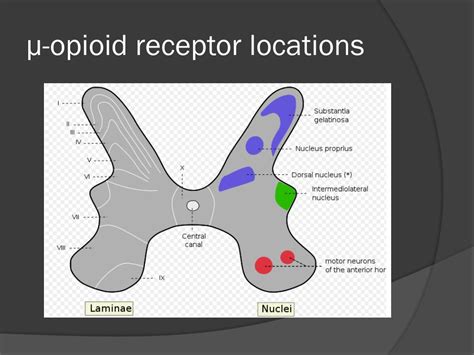 PPT - Intrathecal Delivery of Morphine PowerPoint Presentation, free ...