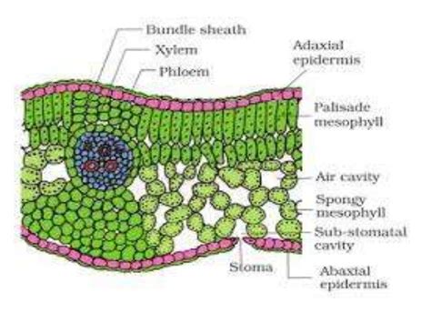 Plant Leaf Cells Structure (Dicot) Diagram | Quizlet