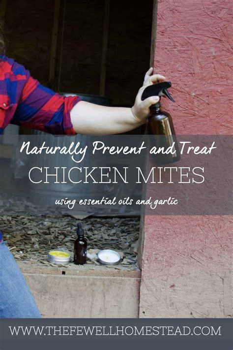 Naturally Treating Chicken Mites with Essential Oils and Garlic - Amy K ...