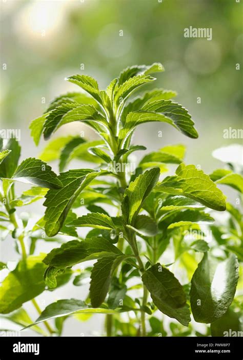 A stevia plant Stock Photo - Alamy