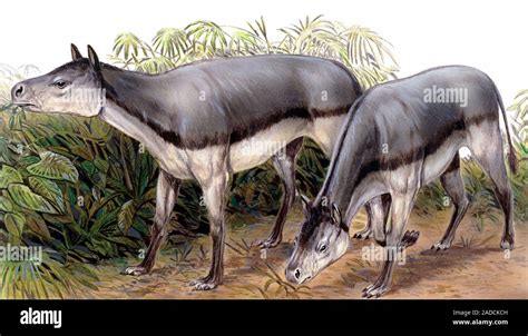 Hyrachyus, illustration. This extinct prehistoric mammal was an odd ...