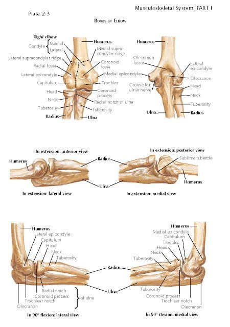 ELBOW JOINT The elbow joint, comprising the humeroradial, humeroulnar, and proximal radioulnar ...