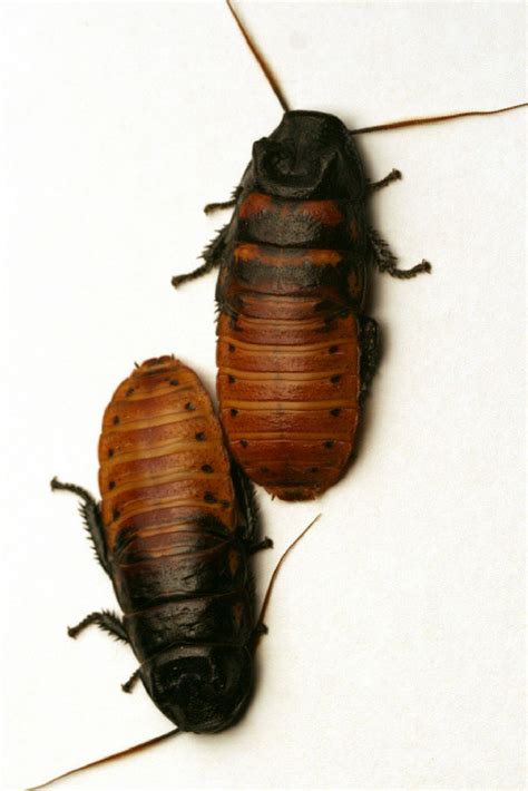 Cockroaches 101: a guide to Identifying common types of cockroach ...