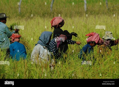 Rice field cambodia hi-res stock photography and images - Alamy