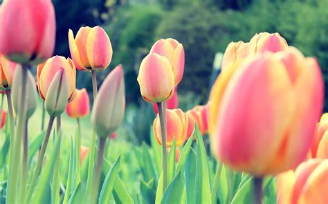 Tulips HD Wallpapers - Top Free Tulips HD Backgrounds - WallpaperAccess