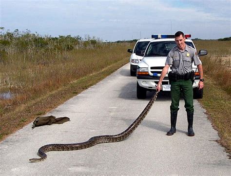 Photos: Giant Pythons Invade Everglades | Live Science