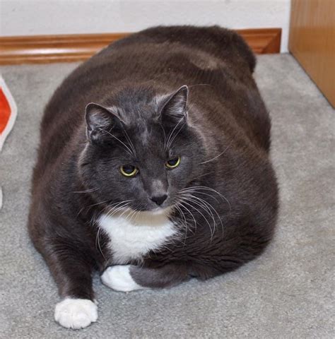 Miserable fat cat finds happiness and new life with weight loss (Gallery)