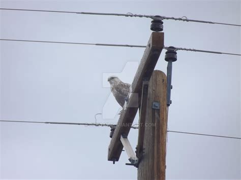 Bald Eagle Fledgling by Jeedaii on DeviantArt