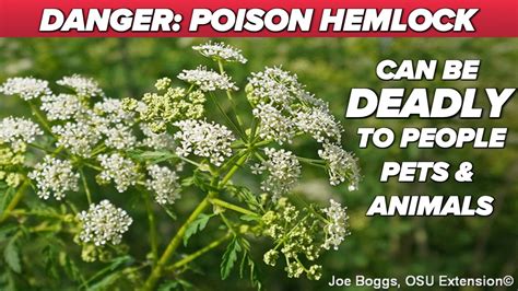 Is poison hemlock dangerous? | wtol.com